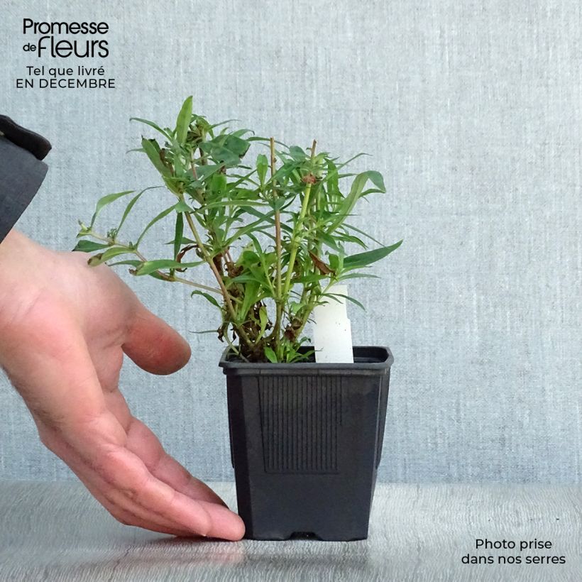 Amostra de Penstemon hybride Russian River - Galane Vaso de 8/9 cm tal como entregue no inverno