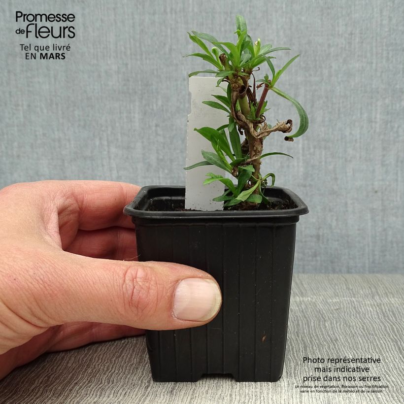 Amostra de Penstemon Russian River Vaso de 8/9 cm tal como entregue na primavera