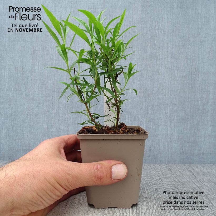 Amostra de Penstemon Schoenholzeri Vaso de 8/9 cm tal como entregue no outono
