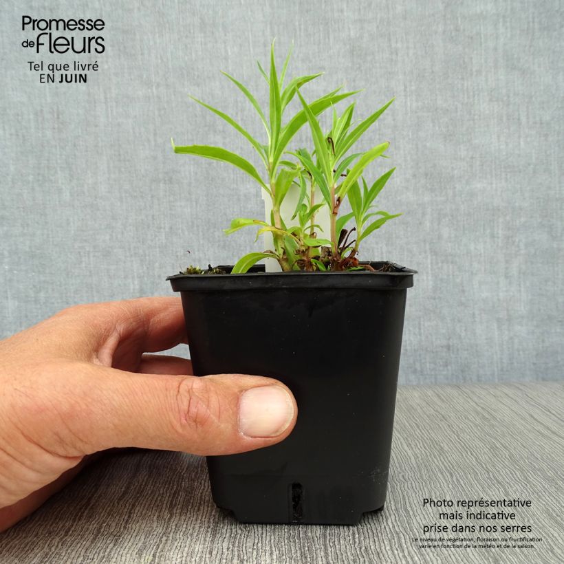 Amostra de Penstemon Schoenholzeri Vaso de 8/9 cm tal como entregue no verão