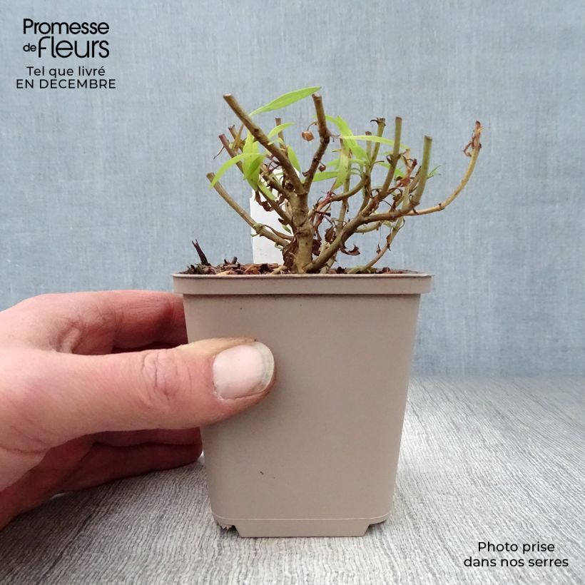 Amostra de Penstemon hybride Schoenholzeri - Galane Vaso de 8/9 cm tal como entregue no inverno
