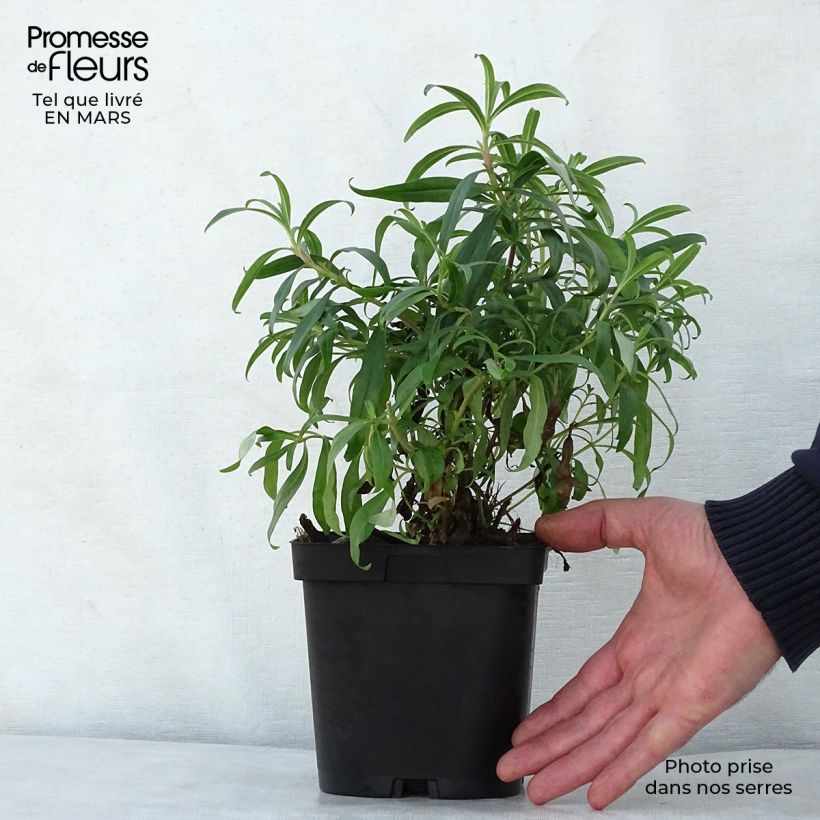 Amostra de Penstemon Schoenholzeri Vaso de 2 L/3 L tal como entregue na primavera