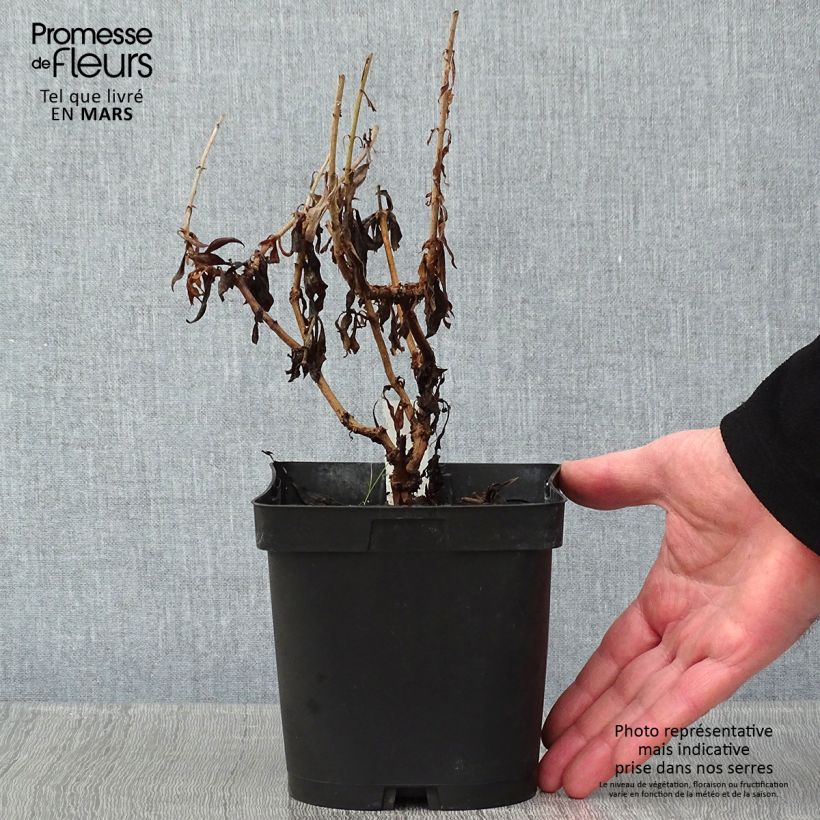 Amostra de Penstemon hybride Schoenholzeri - Galane Vaso de 2 L/3 L tal como entregue no inverno