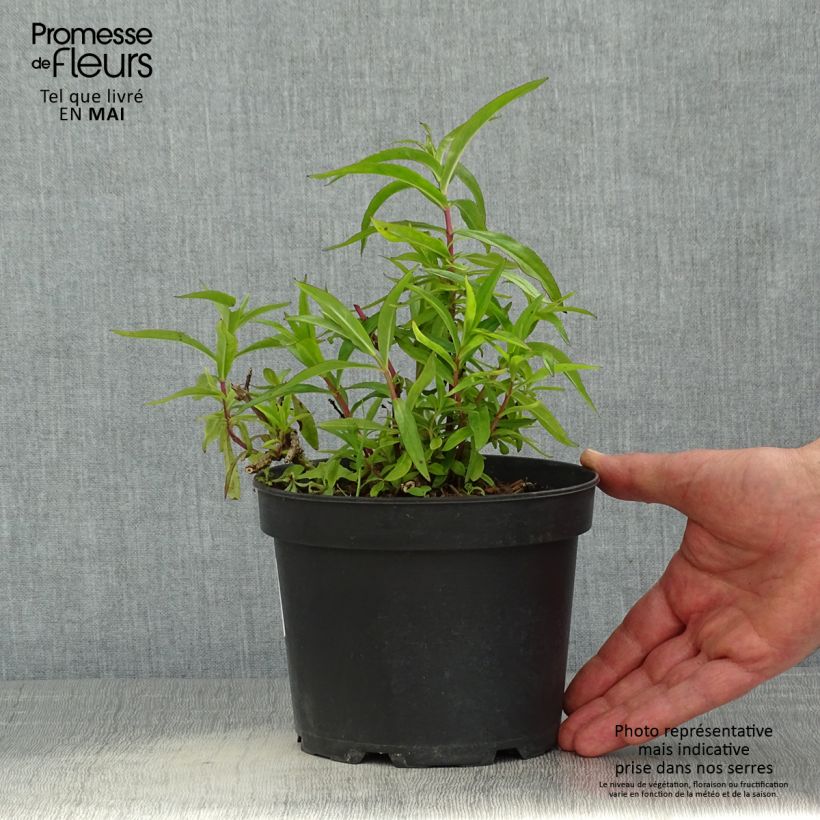 Amostra de Penstemon Sour Grapes Vaso de 2 L/3 L tal como entregue na primavera