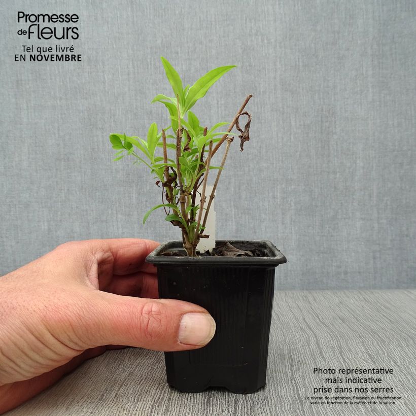 Amostra de Penstemon White Bedder Vaso de 8/9 cm tal como entregue no outono
