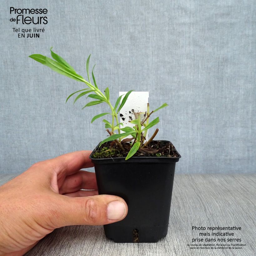 Amostra de Penstemon White Bedder Vaso de 8/9 cm tal como entregue no verão