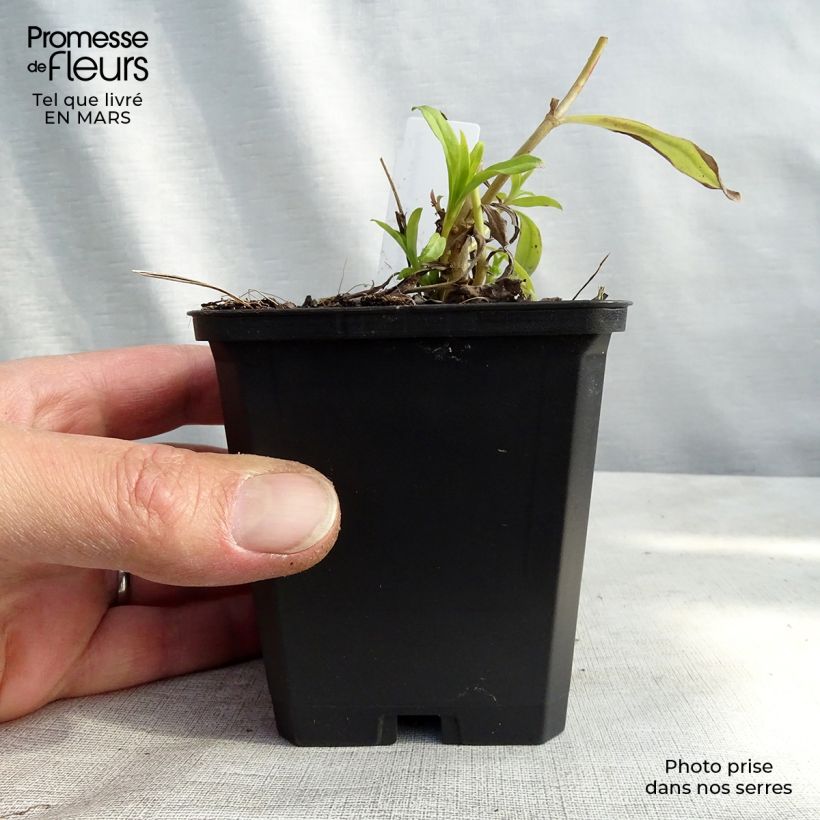Amostra de Penstemon White Bedder Vaso de 8/9 cm tal como entregue na primavera