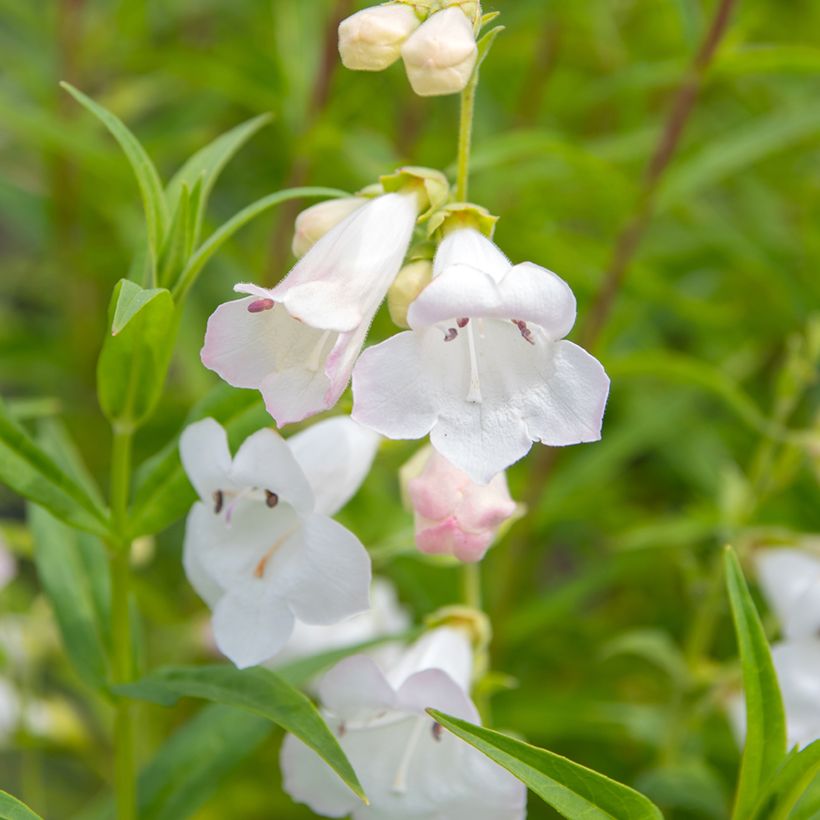 Penstemon White Bedder (Floração)