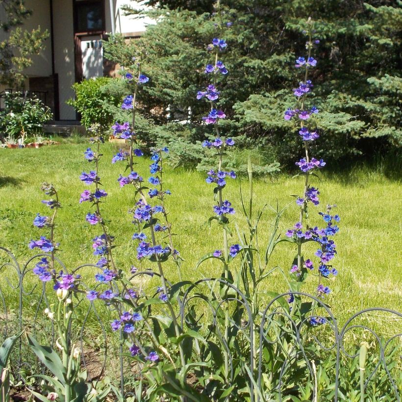 Penstemon mensarum (Hábito)