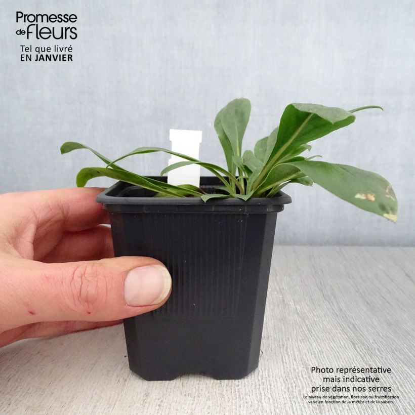 Amostra de Penstemon mensarum Vaso de 8/9 cm tal como entregue no inverno