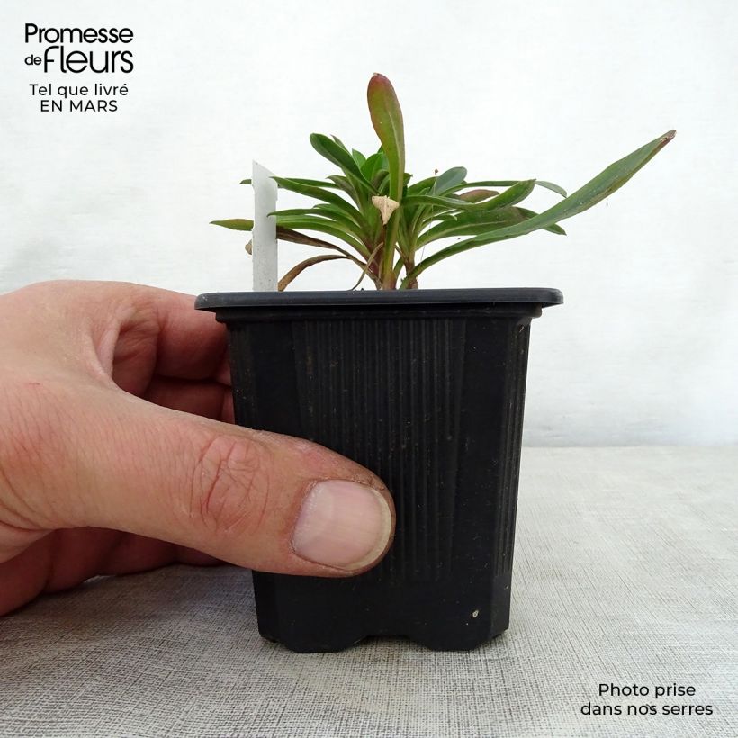 Amostra de Penstemon mensarum Vaso de 8/9 cm tal como entregue na primavera