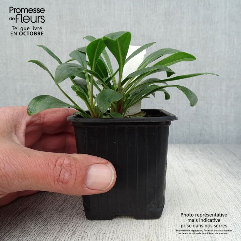 Amostra de Penstemon mensarum Vaso de 8/9 cm tal como entregue no outono