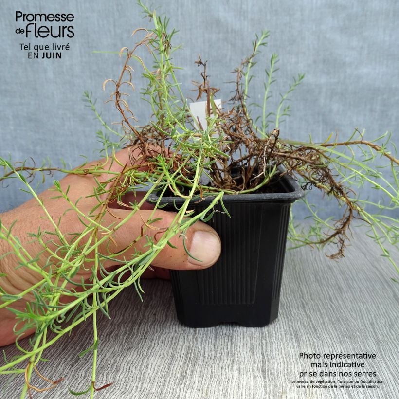 Amostra de Penstemon pinifolius Mersea Yellow Vaso de 8/9 cm tal como entregue no verão