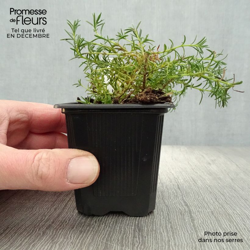 Amostra de Penstemon pinifolius Mersea Yellow - Galane à feuilles de pin Vaso de 8/9 cm tal como entregue no inverno