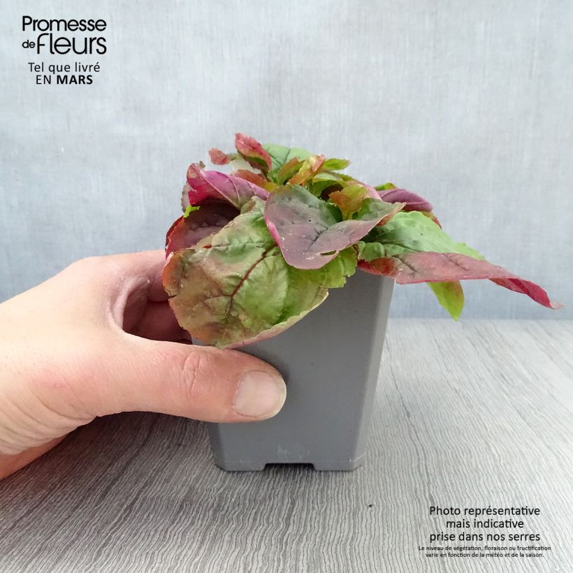 Amostra de Penstemon smallii Vaso de 8/9 cm tal como entregue na primavera