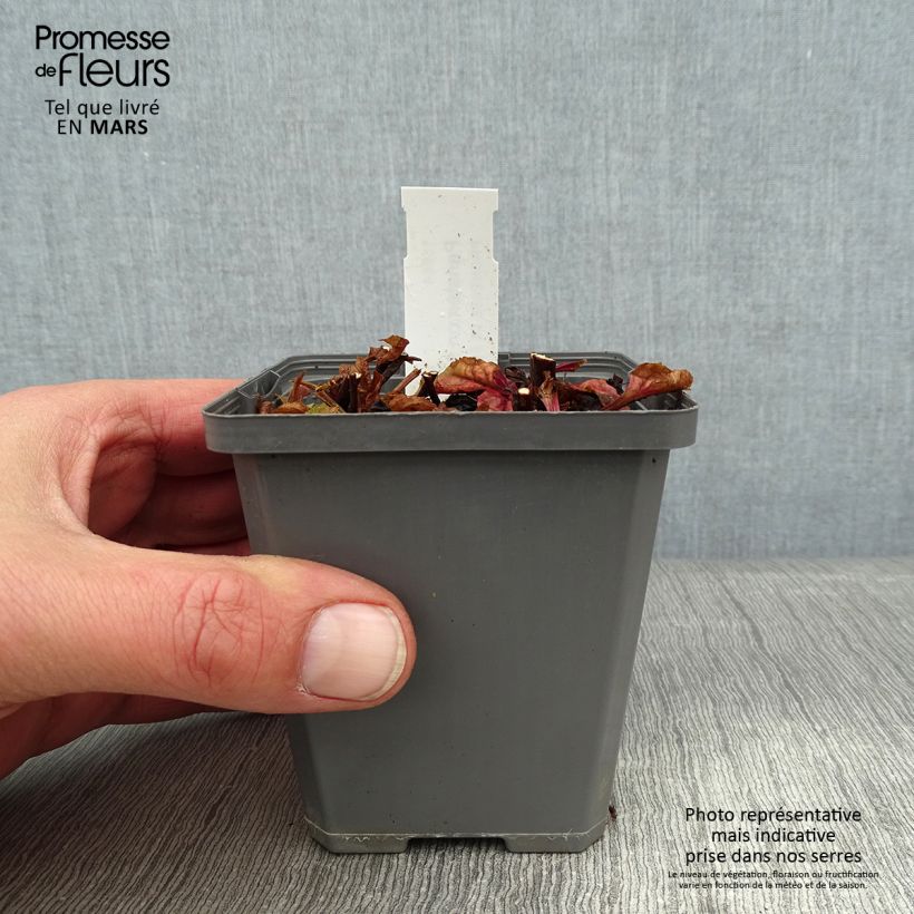 Amostra de Penstemon smallii Vaso de 8/9 cm tal como entregue no inverno