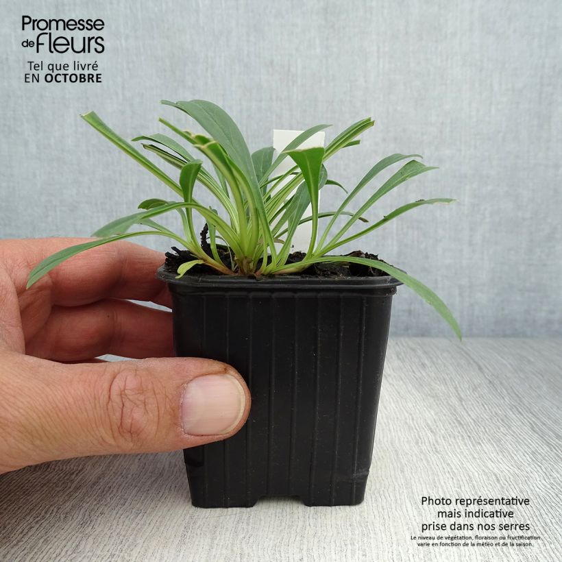 Amostra de Penstemon strictus Vaso de 8/9 cm tal como entregue no outono