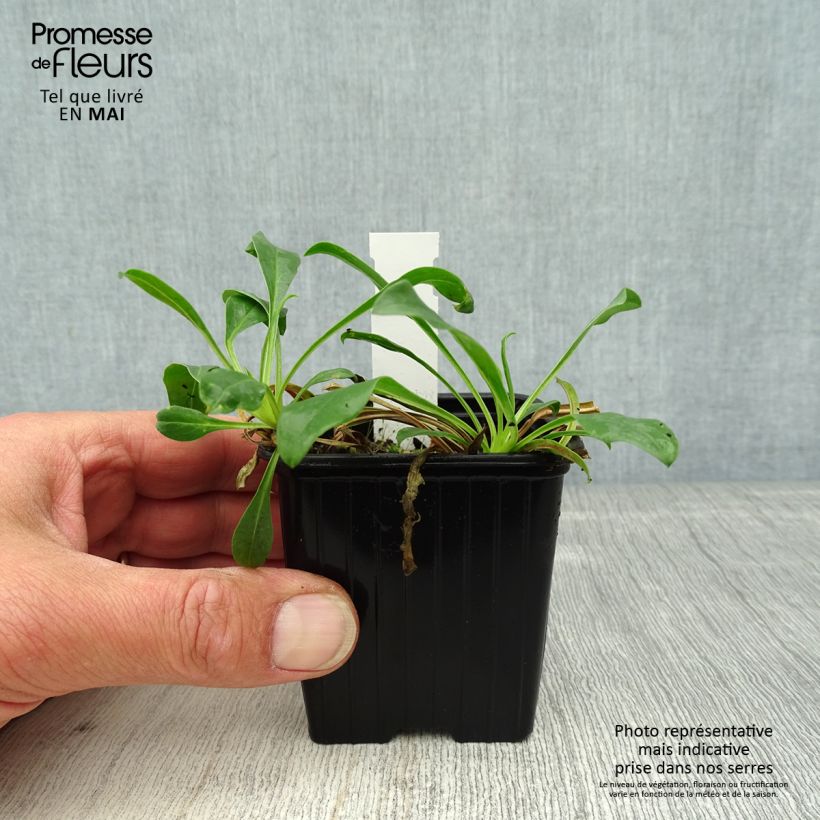 Amostra de Penstemon strictus Vaso de 8/9 cm tal como entregue na primavera