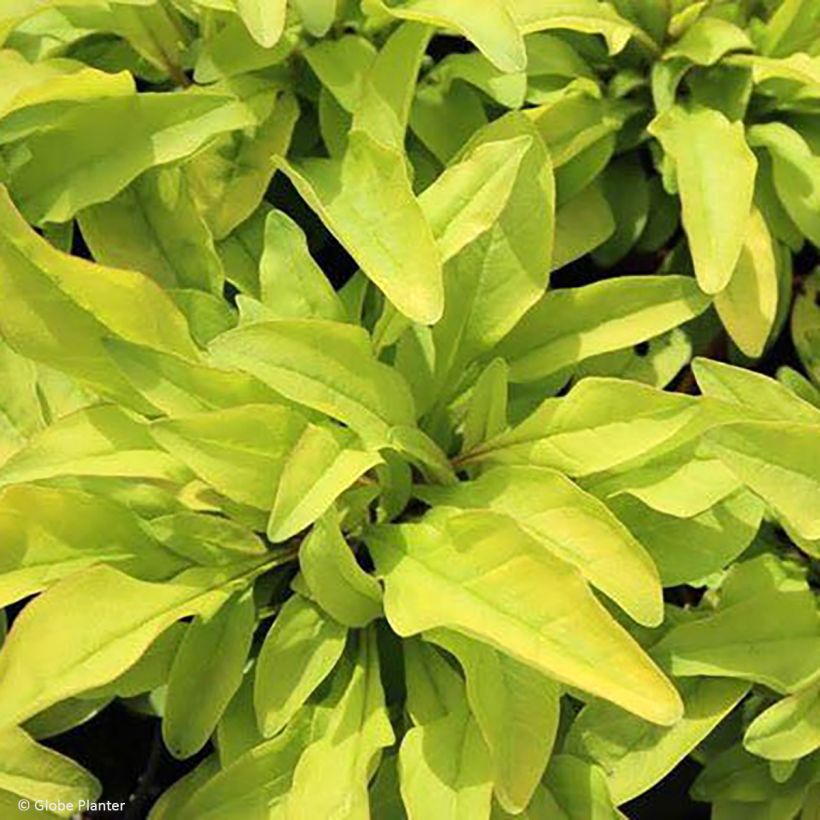 Penstemon digitalis Goldfinger (Folhagem)