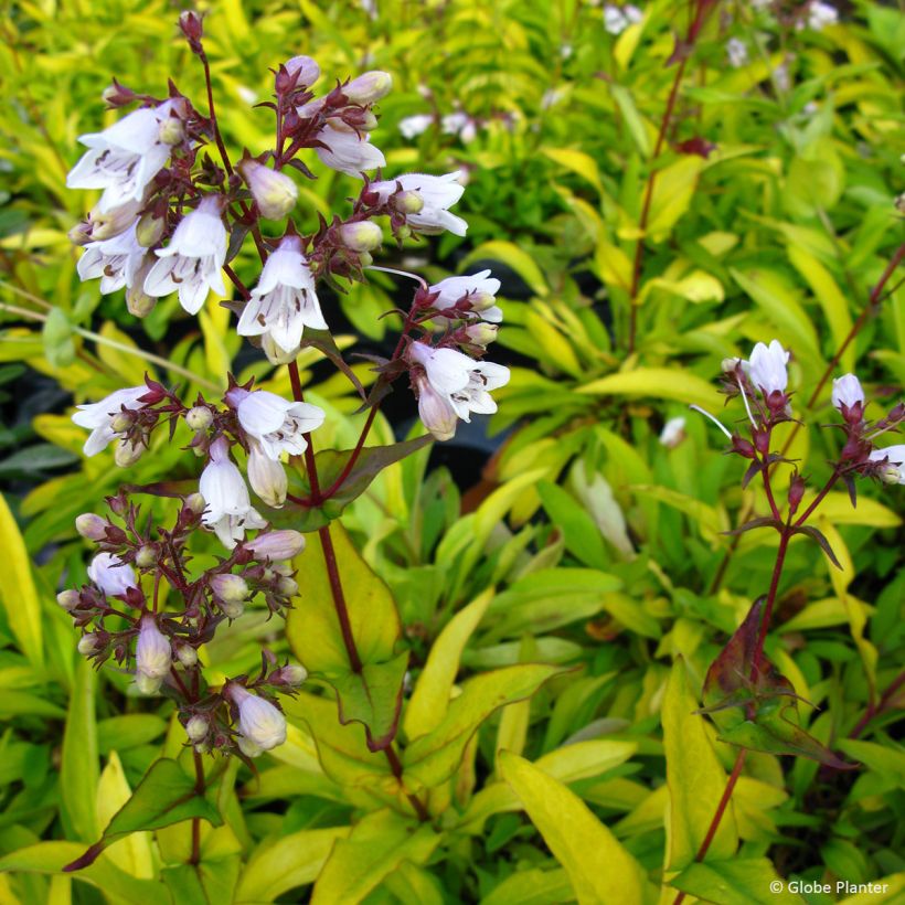 Penstemon digitalis Goldfinger (Floração)