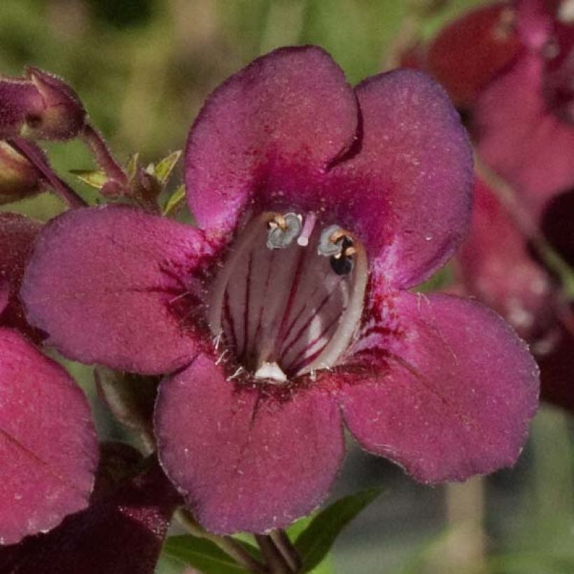 Penstemon Blackbird (Floração)