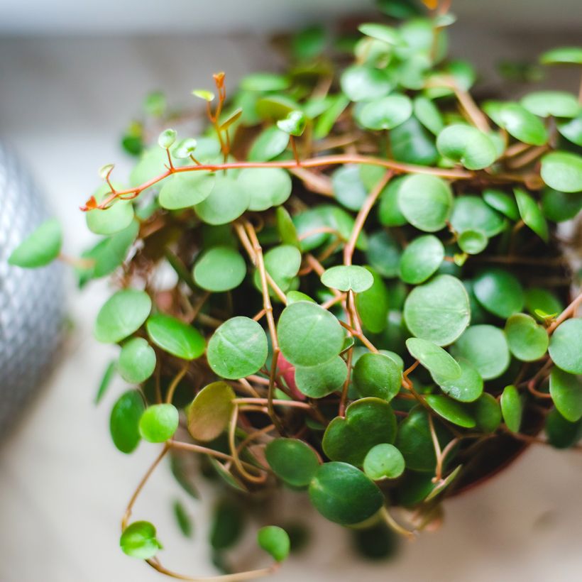 Peperomia Pepperspot (Folhagem)