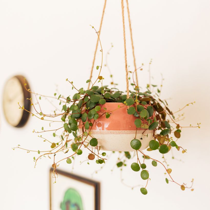 Peperomia Pepperspot (Hábito)