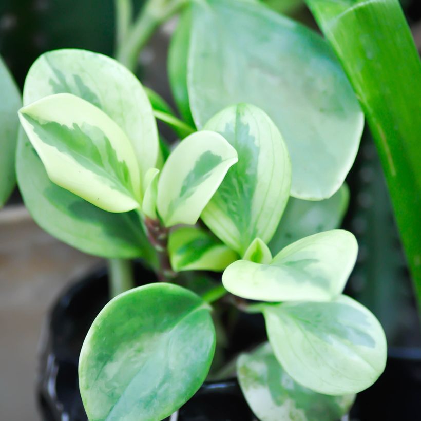 Peperómia obtusifolia Bicolor (Folhagem)