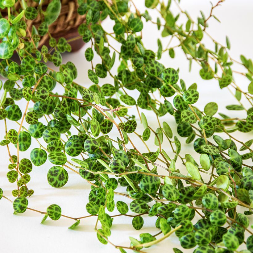 Peperomia prostrata - Peperomia-tartaruga (Folhagem)