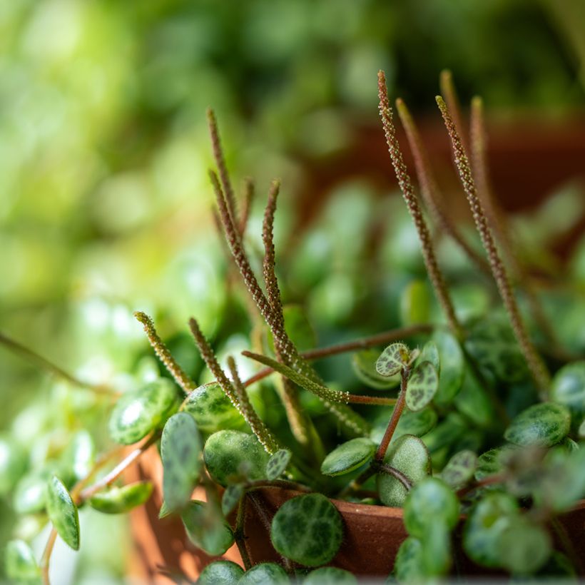 Peperomia prostrata - Peperomia-tartaruga (Floração)