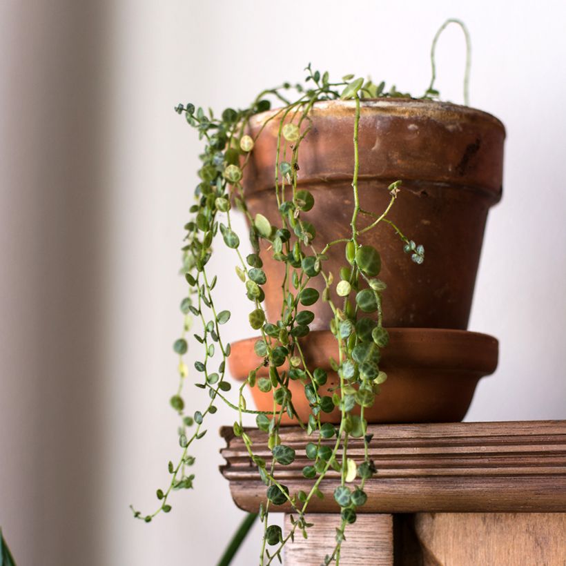 Peperomia prostrata - Peperomia-tartaruga (Hábito)