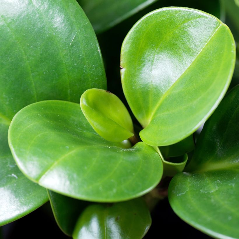 Peperómia obtusifolia Green (Folhagem)