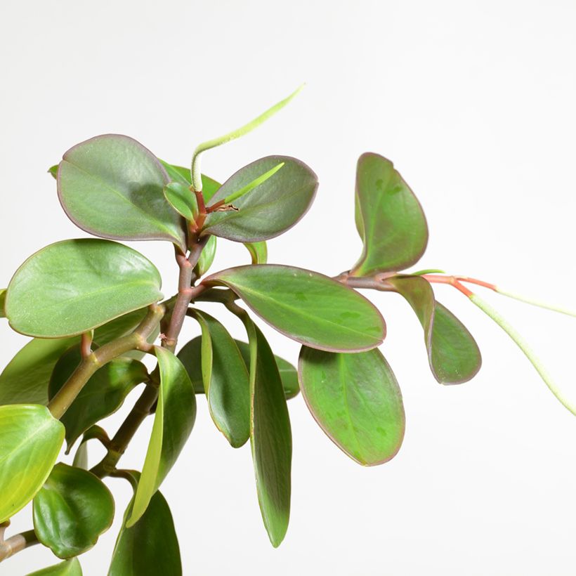 Peperómia obtusifolia Green (Floração)