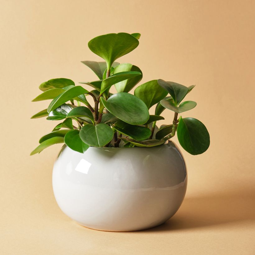 Peperómia obtusifolia Green (Hábito)