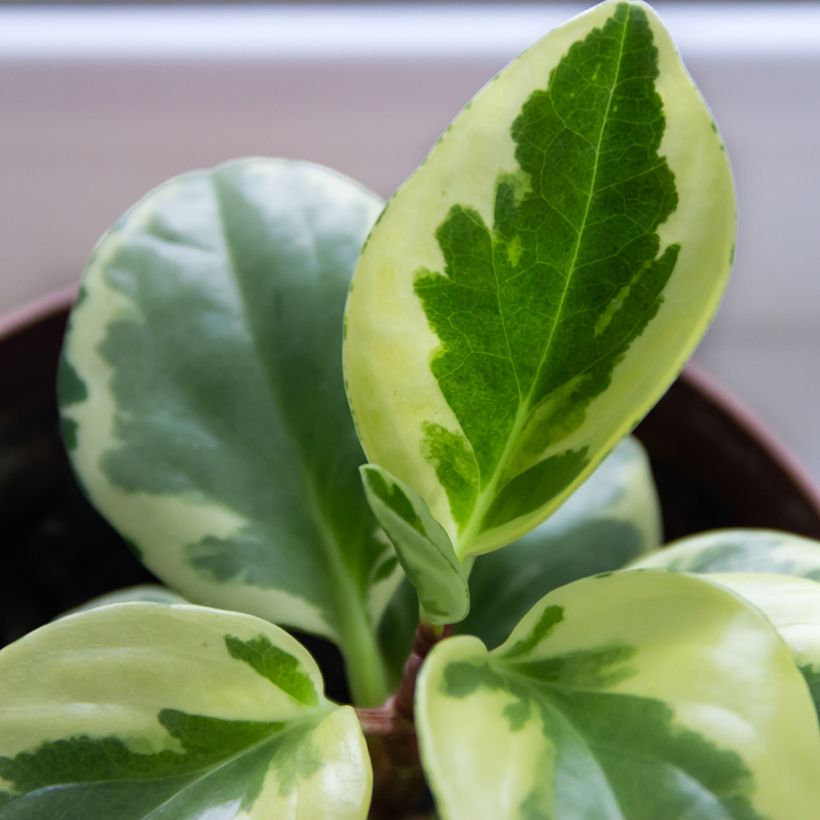 Peperómia obtusifolia USA (Folhagem)