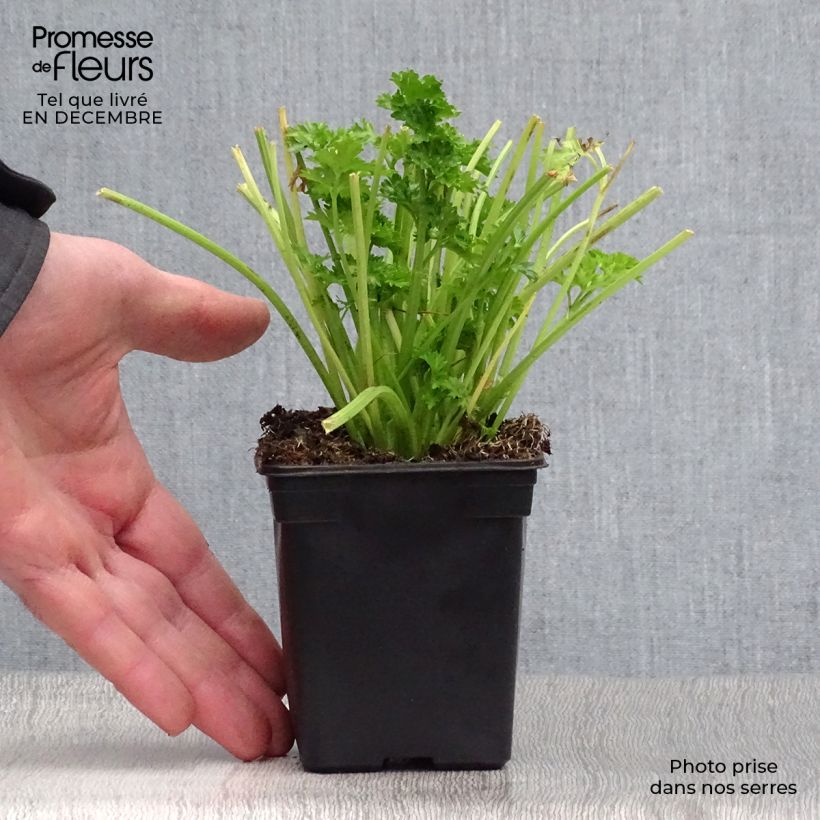 Amostra de Per-cel - Céleri persil BIO Vaso de 7/8 cm tal como entregue no inverno