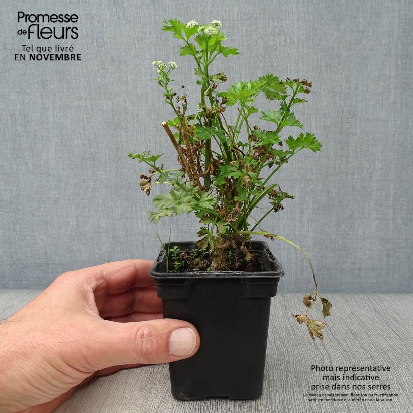 Amostra de Aipo Per-Cel Bio Vaso de 7/8 cm tal como entregue no outono