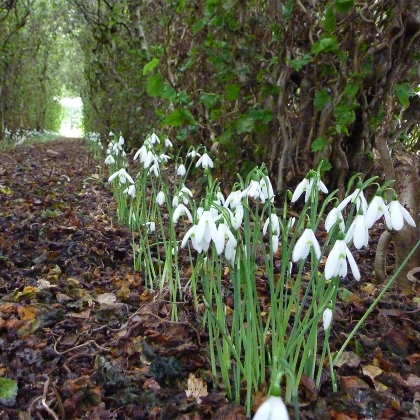 Galanthus reginae-olgae - Campainha-de-inverno (Hábito)