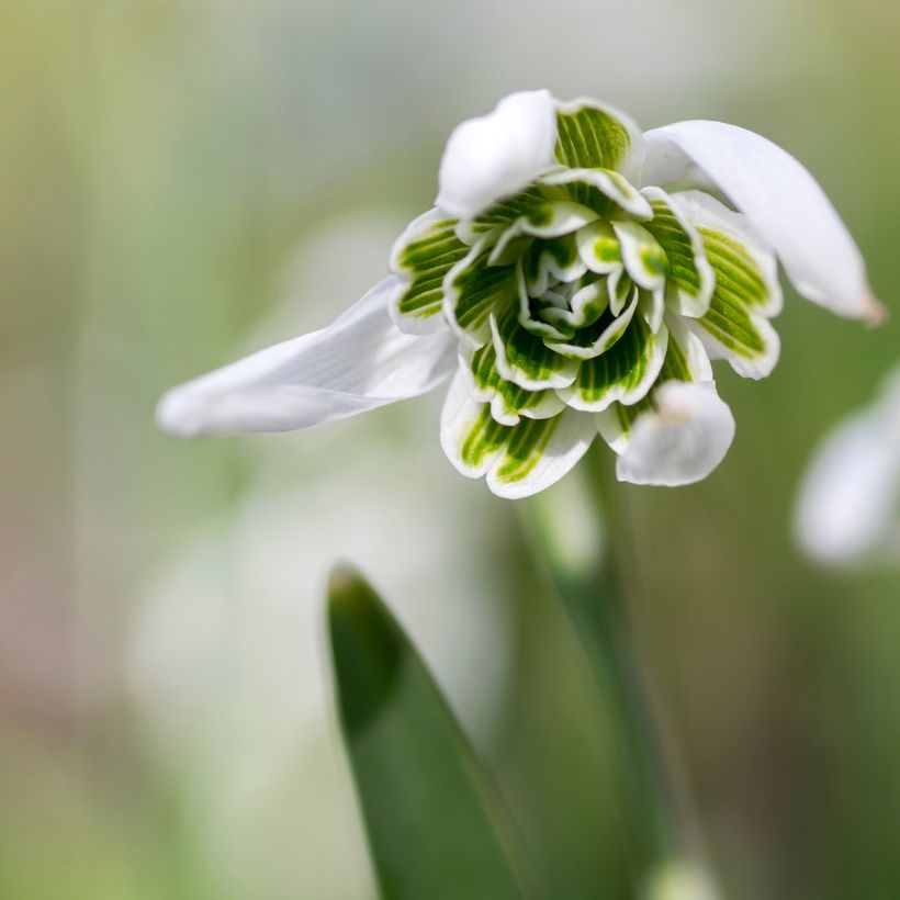 Galanthus nivalis f. pleniflorus Dionysus - Campainha-de-inverno (Floração)