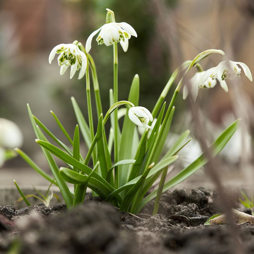 Galanthus nivalis f. pleniflorus Dionysus - Campainha-de-inverno (Hábito)