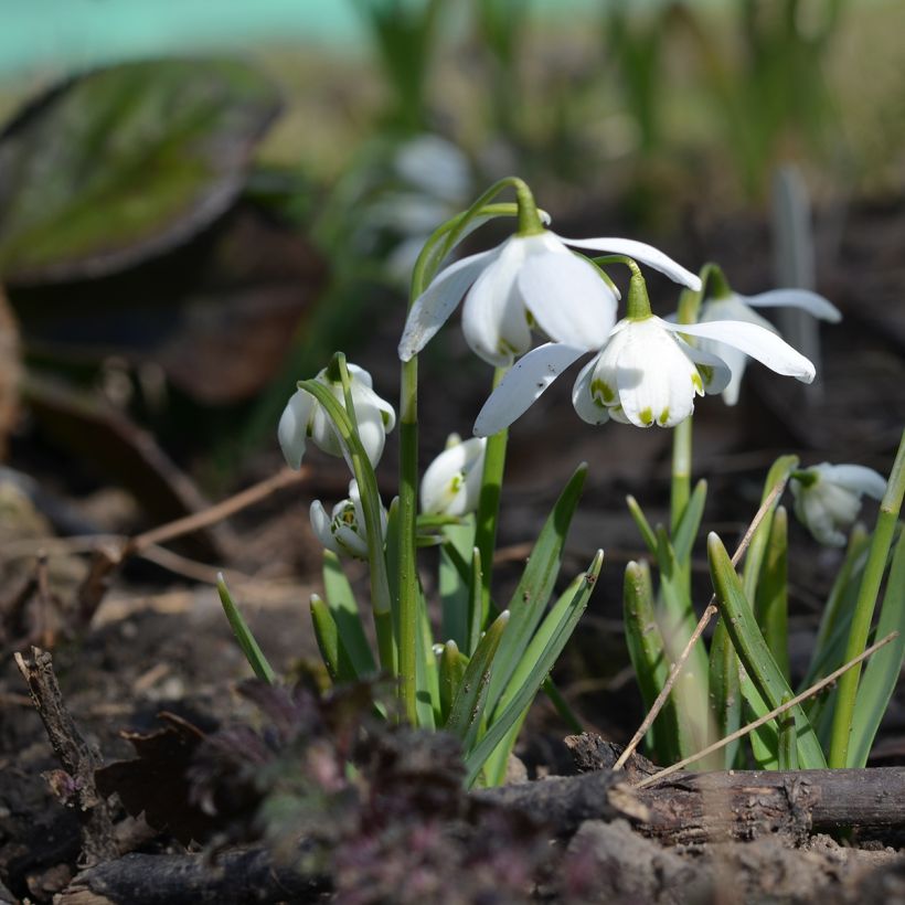 Galanthus nivalis f.pleniflorus Flore Pleno - Campainha-de-inverno (Hábito)