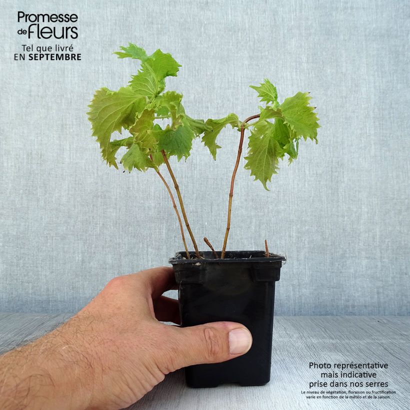 Amostra de Perilla frutescens - Shiso verde (Tia To) Vaso de 7/8 cm tal como entregue no verão