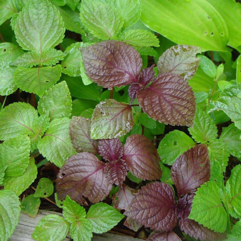 Perilla frutescens - Shiso verde (Tia To) (Folhagem)