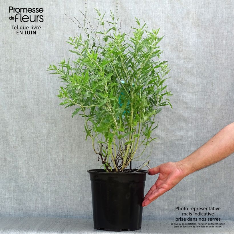 Amostra de Perovskia atriplicifolia Blue Spire Vaso de 4 L/5 L tal como entregue no verão