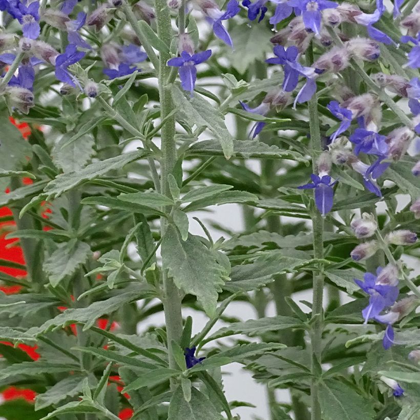 Perovskia atriplicifolia Prime Time (Folhagem)
