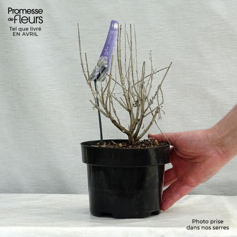 Amostra de Perovskia atriplicifolia Silvery Blue Vaso de 3 L/4 L tal como entregue na primavera
