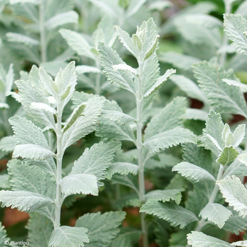 Perovskia atriplicifolia Silvery Blue (Folhagem)