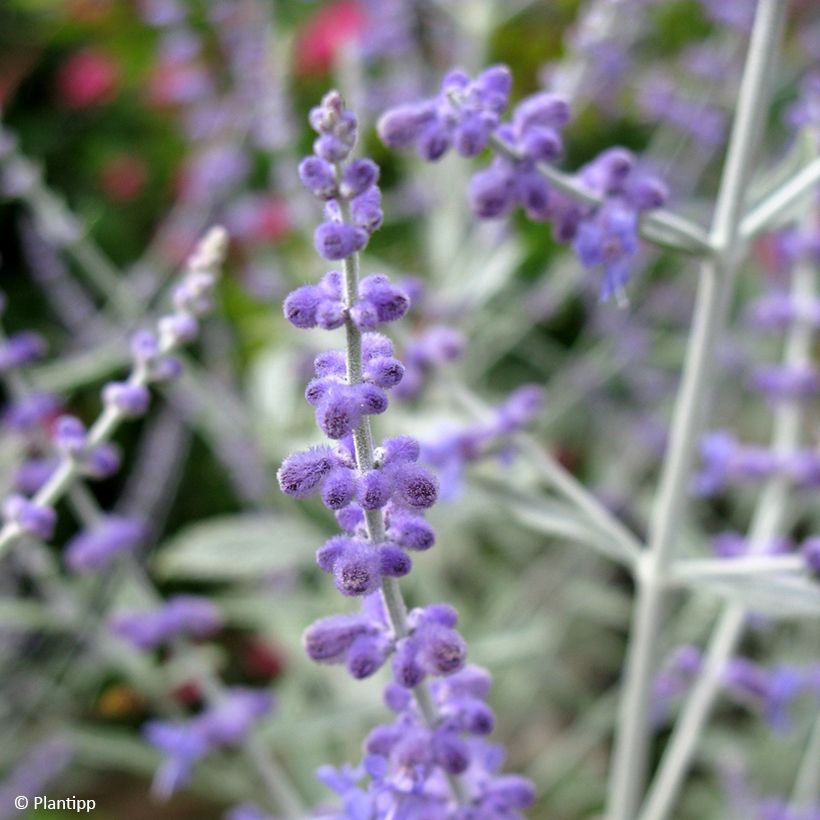 Perovskia atriplicifolia Silvery Blue (Floração)