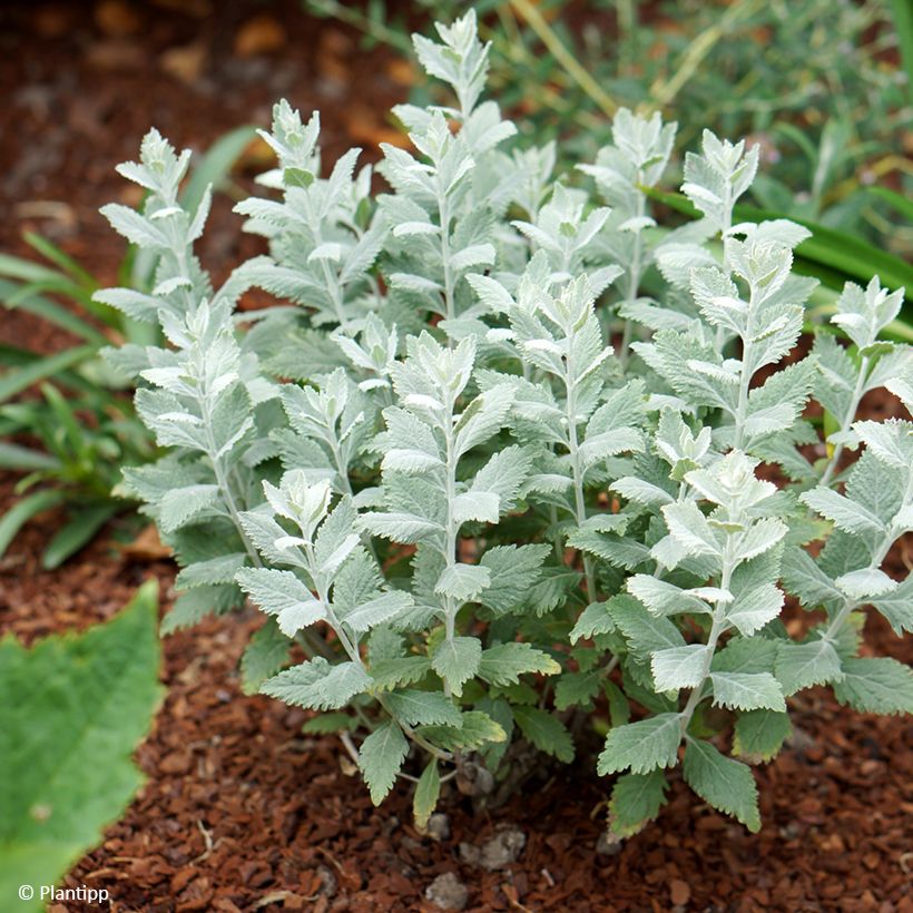 Perovskia atriplicifolia Silvery Blue (Hábito)