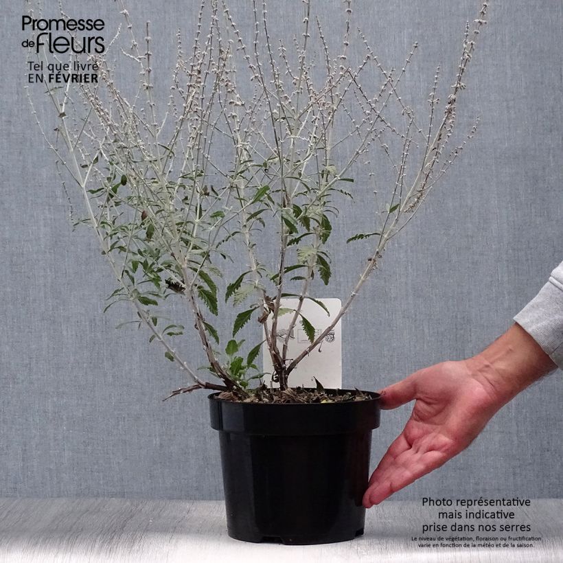 Amostra de Perovskia atriplicifolia Silvery Blue Vaso de 3 L/4 L tal como entregue no outono
